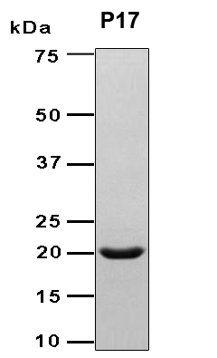 DMRL synthase 2 Protein