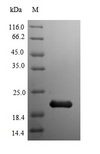 mdh / Malate Dehydrogenase Protein - (Tris-Glycine gel) Discontinuous SDS-PAGE (reduced) with 5% enrichment gel and 15% separation gel.