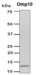 omp10 Protein