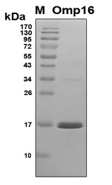 omp16 Protein