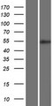 BRUNOL5 / CELF5 Protein - Western validation with an anti-DDK antibody * L: Control HEK293 lysate R: Over-expression lysate