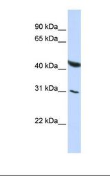 BRUNOL6 / CELF6 Antibody - HepG2 cell lysate. Antibody concentration: 1.0 ug/ml. Gel concentration: 12%.  This image was taken for the unconjugated form of this product. Other forms have not been tested.