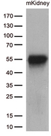 BRUNOL6 / CELF6 Antibody - Western blot analysis of extracts. (35ug) from mouse kidney by using anti-CELF6 monoclonal antibody. (1:250)