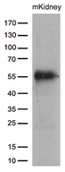 BRUNOL6 / CELF6 Antibody - Western blot analysis of extracts. (35ug) from mouse kidney by using anti-CELF6 monoclonal antibody. (1:250)