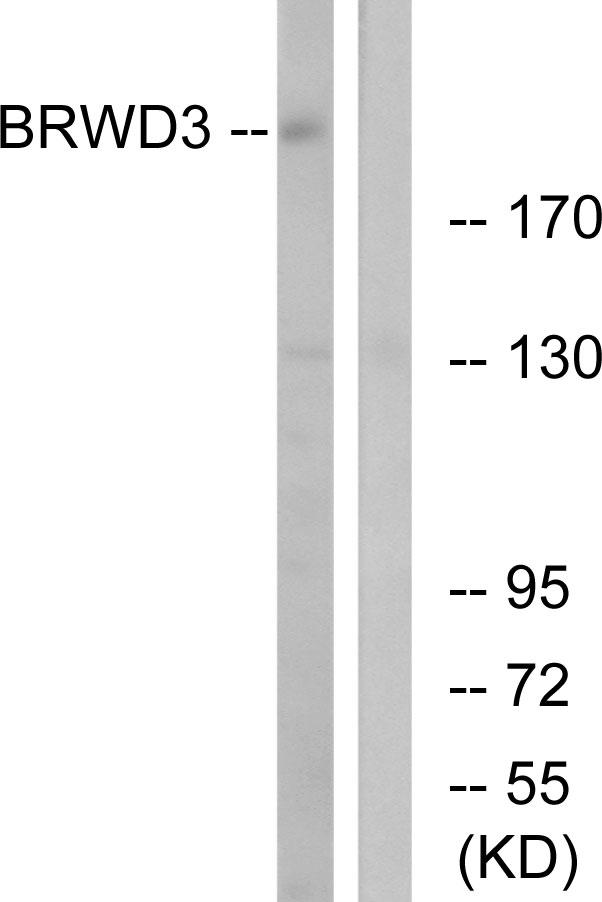 BRWD3 Antibody - Western blot analysis of lysates from COLO cells, using BRWD3 Antibody. The lane on the right is blocked with the synthesized peptide.