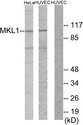 BSAC / MKL1 Antibody - Western blot analysis of lysates from HUVEC and HeLa cells, using MKL1 Antibody. The lane on the right is blocked with the synthesized peptide.