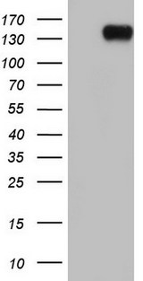 BSAC / MKL1 Antibody - HEK293T cells were transfected with the pCMV6-ENTRY control. (Left lane) or pCMV6-ENTRY MKL1. (Right lane) cDNA for 48 hrs and lysed. Equivalent amounts of cell lysates. (5 ug per lane) were separated by SDS-PAGE and immunoblotted with anti-MKL1.