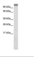 BSAC / MKL1 Antibody - NIH 3T3 Cell Lysate.  This image was taken for the unconjugated form of this product. Other forms have not been tested.