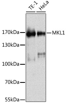 BSAC / MKL1 Antibody - Western blot analysis of extracts of various cell lines, using MKL1 antibody at 1:1000 dilution. The secondary antibody used was an HRP Goat Anti-Rabbit IgG (H+L) at 1:10000 dilution. Lysates were loaded 25ug per lane and 3% nonfat dry milk in TBST was used for blocking. An ECL Kit was used for detection and the exposure time was 5s.
