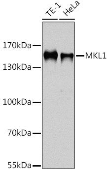 BSAC / MKL1 Antibody - Western blot analysis of extracts of various cell lines using MKL1 Polyclonal Antibody at dilution of 1:1000.