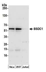 BSDC1 Antibody - Detection of human BSDC1 by western blot. Samples: Whole cell lysate (15 µg) from HeLa, HEK293T, and Jurkat cells prepared using NETN lysis buffer. Antibody: Affinity purified rabbit anti-BSDC1 antibody used for WB at 1:1000. Detection: Chemiluminescence with an exposure time of 30 seconds.