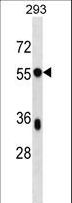 BSDC1 Antibody - BSDC1 Antibody western blot of 293 cell line lysates (35 ug/lane). The BSDC1 antibody detected the BSDC1 protein (arrow).