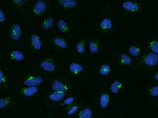 BSDC1 Antibody - Immunofluorescence staining of BSDC1 in U2OS cells. Cells were fixed with 4% PFA, permeabilzed with 0.1% Triton X-100 in PBS, blocked with 10% serum, and incubated with rabbit anti-Human BSDC1 polyclonal antibody (dilution ratio 1:100) at 4°C overnight. Then cells were stained with the Alexa Fluor 488-conjugated Goat Anti-rabbit IgG secondary antibody (green) and counterstained with DAPI (blue). Positive staining was localized to Cytoplasm.