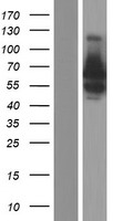 BSDC1 Protein - Western validation with an anti-DDK antibody * L: Control HEK293 lysate R: Over-expression lysate