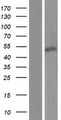 BSDC1 Protein - Western validation with an anti-DDK antibody * L: Control HEK293 lysate R: Over-expression lysate