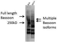 BSN / Bassoon Antibody - Western blot analysis of Bassoon in mouse and rat brain lysate using a 1:1000 dilution of BSN / Bassoon antibody.  This image was taken for the unconjugated form of this product. Other forms have not been tested.