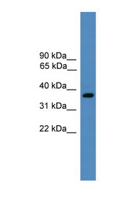 BSND / Barttin Antibody - BSND antibody Western blot of Fetal Heart lysate. This image was taken for the unconjugated form of this product. Other forms have not been tested.