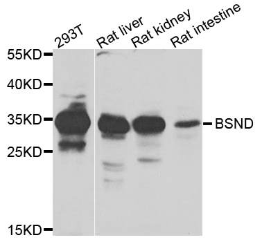 BSND / Barttin Antibody - Western blot analysis of extracts of various cells.
