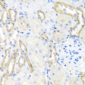 BSND / Barttin Antibody - Immunohistochemistry of paraffin-embedded rat kidney tissue.
