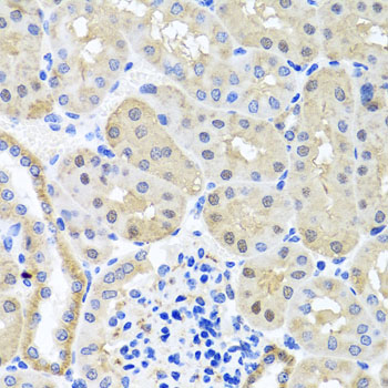 BSND / Barttin Antibody - Immunohistochemistry of paraffin-embedded mouse kidney tissue.