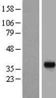BSND / Barttin Protein - Western validation with an anti-DDK antibody * L: Control HEK293 lysate R: Over-expression lysate