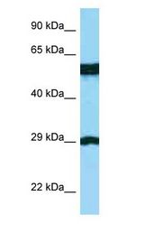 BSPRY Antibody - BSPRY antibody Western Blot of THP-1.  This image was taken for the unconjugated form of this product. Other forms have not been tested.