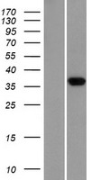 BSSP-4 / PRSS22 Protein - Western validation with an anti-DDK antibody * L: Control HEK293 lysate R: Over-expression lysate