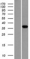 BSSP-4 / PRSS22 Protein - Western validation with an anti-DDK antibody * L: Control HEK293 lysate R: Over-expression lysate