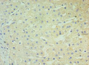 BST2 Antibody - Immunohistochemistry of paraffin-embedded human liver using antibody at 1:100 dilution.