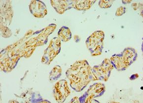 BST2 Antibody - Immunohistochemistry of paraffin-embedded human placenta using antibody at 1:100 dilution.