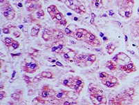 BST2 Antibody - IHC of BST2 in human liver tissue using BST2 antibody at 5 ug/ml.