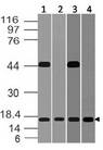 BST2 Antibody - Fig-4: Western blot analysis of BST 2. Anti-BST 2 antibody was used at 2 µg/ml on (1) m Lung, (2) r Lung, (3) m Kidney and (4) r Kidney lysates.