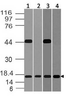 BST2 Antibody - Fig-4: Western blot analysis of BST 2. Anti-BST 2 antibody was used at 2 µg/ml on (1) m Lung, (2) r Lung, (3) m Kidney and (4) r Kidney lysates.