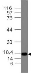 BST2 Antibody - Fig-3: Western blot analysis of BST 2. Anti-BST 2 antibody was used at 2 µg/ml on Ramos lysate.