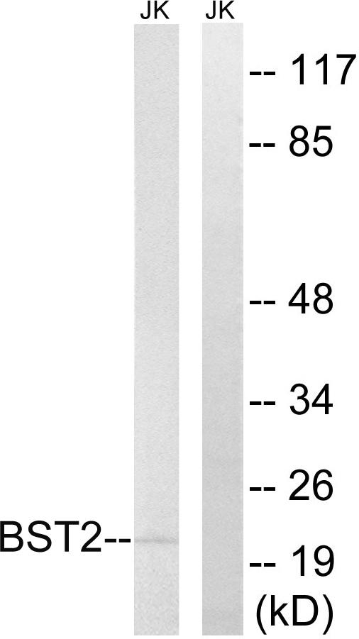BST2 Antibody - Western blot analysis of extracts from Jurkat cells, using BST2 antibody.