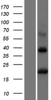 BST2 Protein - Western validation with an anti-DDK antibody * L: Control HEK293 lysate R: Over-expression lysate