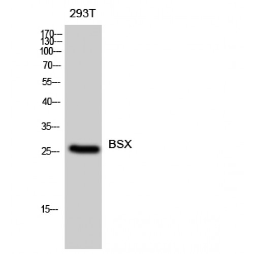 BSX Antibody - Western blot of BSX antibody