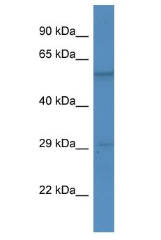 BSX Antibody - BSX antibody Western Blot of Mouse Kidney. Antibody dilution: 1 ug/ml.  This image was taken for the unconjugated form of this product. Other forms have not been tested.