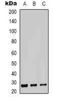 BSX Antibody - Western blot analysis of BSX expression in HEK293T (A); SHSY5Y (B); Rat muscle (C) whole cell lysates.