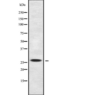 BSX Antibody - Western blot analysis of BSX using HuvEc whole cells lysates