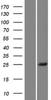 BSX Protein - Western validation with an anti-DDK antibody * L: Control HEK293 lysate R: Over-expression lysate