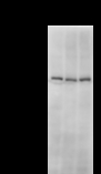 BTAF1 / TAF-172 Antibody - Detection of BTAF1 by Western blot. Samples: Whole cell lysate from human HeLa (H, 50 ug) , mouse NIH3T3 (M, 50 ug) and rat F2408 (R, 50 ug) cells. Predicted molecular weight: 206 kDa