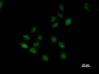 BTAF1 / TAF-172 Antibody - Immunostaining analysis in HeLa cells. HeLa cells were fixed with 4% paraformaldehyde and permeabilized with 0.1% Triton X-100 in PBS. The cells were immunostained with anti-BTAF1 mAb.