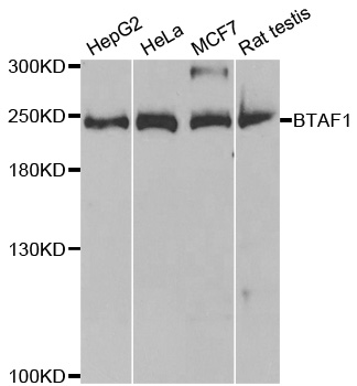 BTAF1 / TAF-172 Antibody - Western blot analysis of extracts of various cell lines.