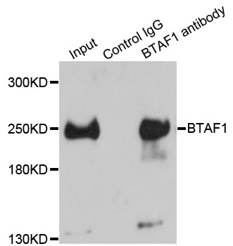 BTAF1 / TAF-172 Antibody - Immunoprecipitation analysis of 150ug extracts of HeLa cells.