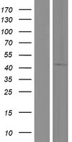 BTBD1 Protein - Western validation with an anti-DDK antibody * L: Control HEK293 lysate R: Over-expression lysate