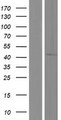 BTBD1 Protein - Western validation with an anti-DDK antibody * L: Control HEK293 lysate R: Over-expression lysate