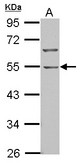 BTBD10 / GMRP-1 Antibody - Sample (30 ug of whole cell lysate) A: NT2D1 10% SDS PAGE BTBD10 antibody diluted at 1:1000