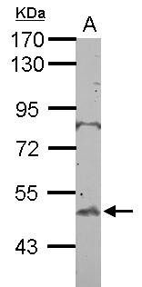 BTBD10 / GMRP-1 Antibody - Sample (50 ug of whole cell lysate) A: mouse testis 10% SDS PAGE BTBD10 antibody diluted at 1:500