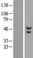 BTBD3 Protein - Western validation with an anti-DDK antibody * L: Control HEK293 lysate R: Over-expression lysate